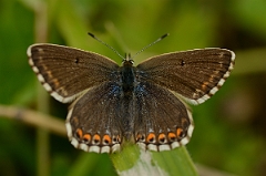 David Plant Photography - Wildlife Photography - Chalkhill blue - D